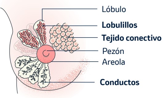 ¿Dónde se origina este cáncer? 