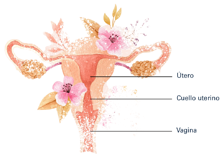 ¿Qué es el cáncer de cuello uterino?