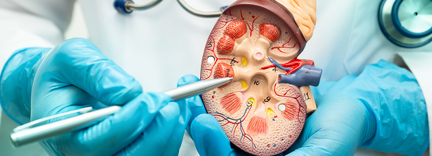 Entender el cáncer de riñón. Detección, síntomas, factores de riesgo y tipos de cáncer de riñón.
